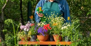 Concime naturale: i tanti usi della camomilla nel giardinaggio